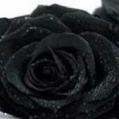 Autopsy Post Services, Inc. 